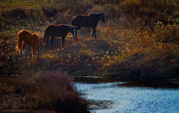 RR 6-3 Horses: Three's a crowd