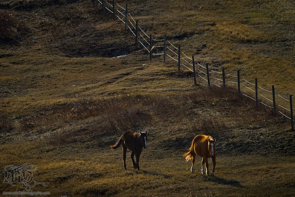 RR 6-3 Horses: Rejoining the herd