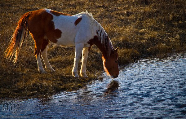 RR 6-3 Horses: Thirsty work