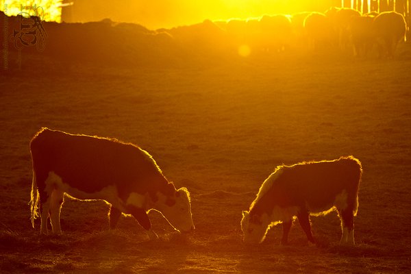 Calving 2012: Dinner for two