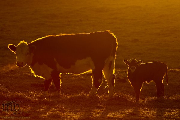 Calving 2012: Beware of the man in the van