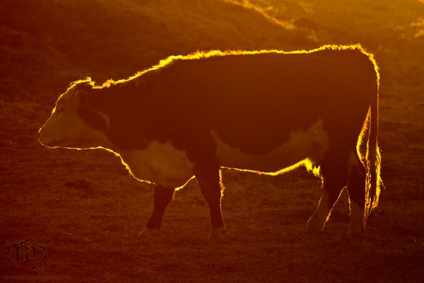 Calving 2012: A rough outline