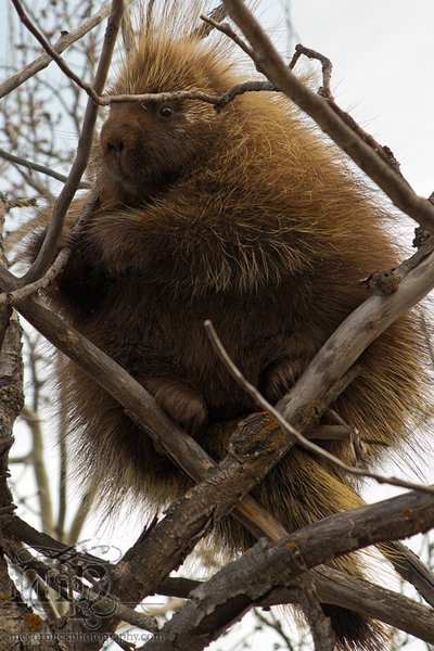 I done treed me a porky [3 of 3]