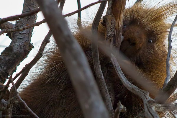 I done treed me a porky [1 of 3]