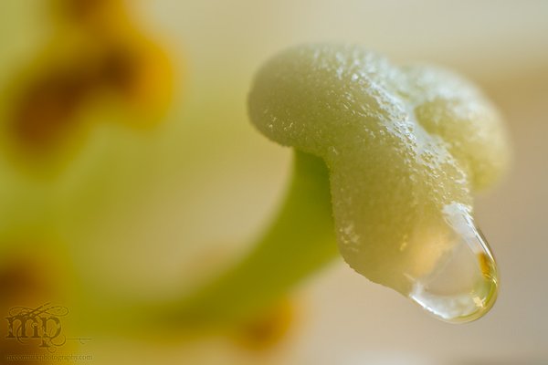 Easter Lily with the Runs [1 of 2]