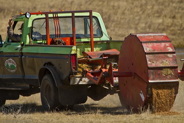 Cattle Move 2012: Baiting the cow trap