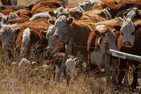 Cattle Move 2012: Constipated fence line