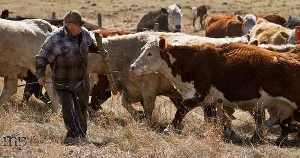Cattle Move 2012: Opening the flood gates