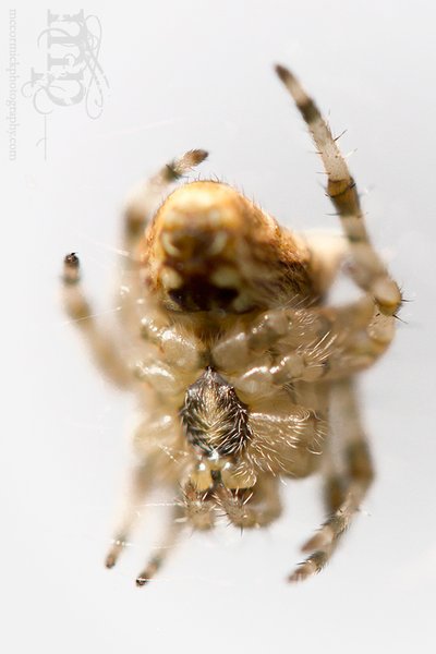 "...does whatever a spider can." [2 of 4]