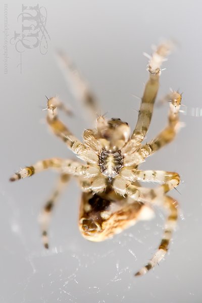 "...does whatever a spider can." [1 of 4]