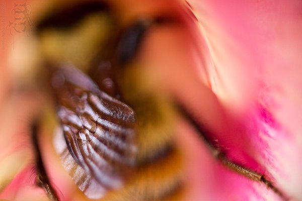 Bee There or Bee Square [2 of 2]