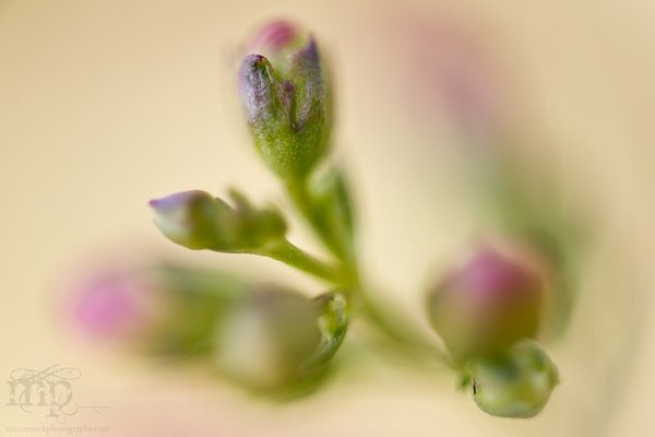Budding Amateur