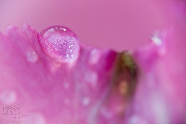 Pretty In Pink