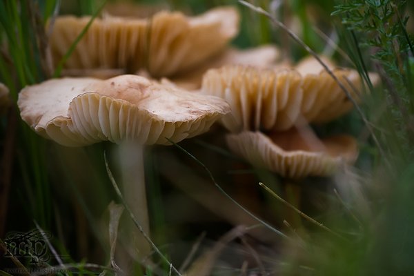 Doing Shrooms [2 of 2]