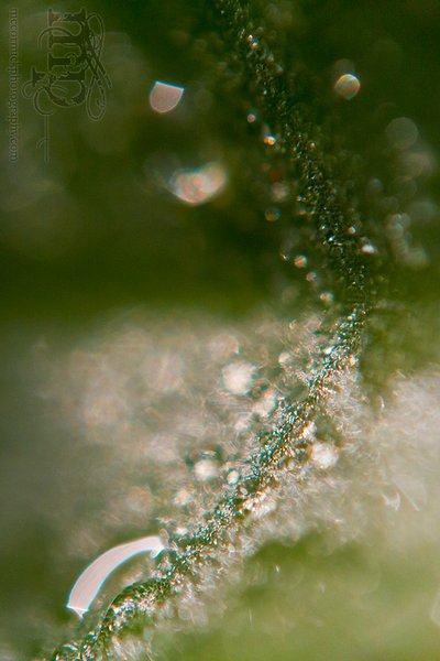Roving in the Clover [1 of 2]