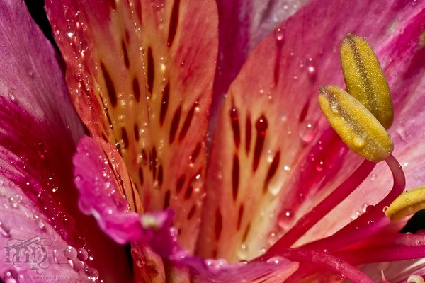 Princess Lily in the Rain