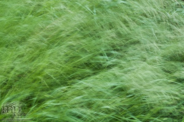 Brome grass in high wind