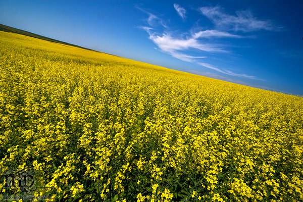 The Canola Canoodler Strikes Again [3 of 3]