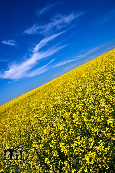 The Canola Canoodler Strikes Again [2 of 3]