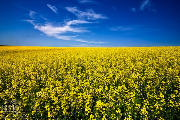 The Canola Canoodler Strikes Again [1 of 3]
