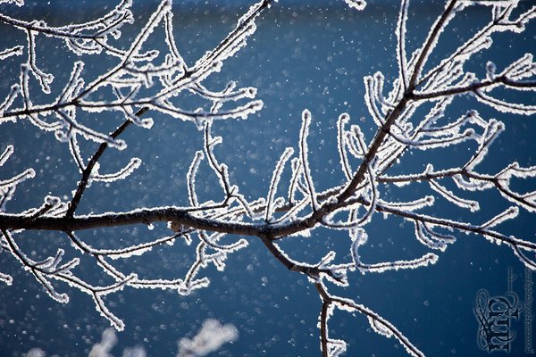 5DMkIII Testing: Dandruff