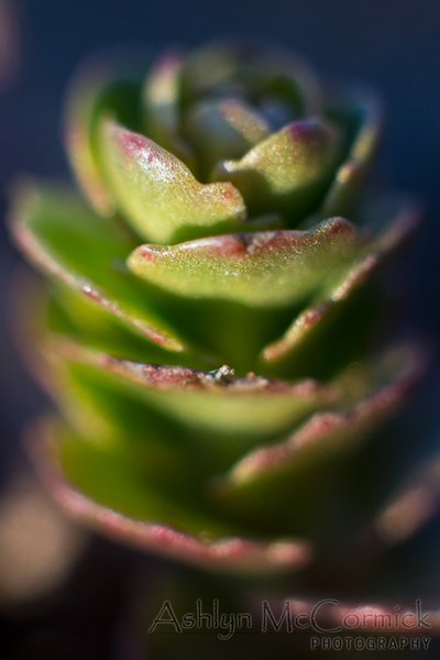 Signs of Life [1 of 3]