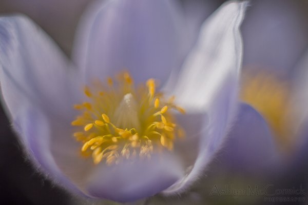 Crocus time!