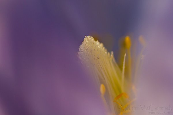 Crocus close-up