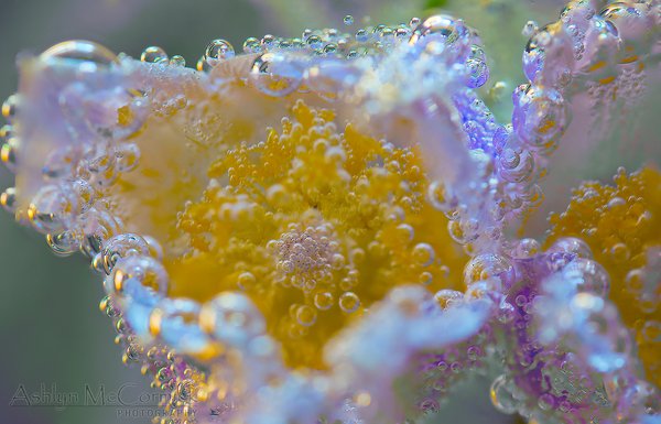 Submerged Crocii [6 of 6]