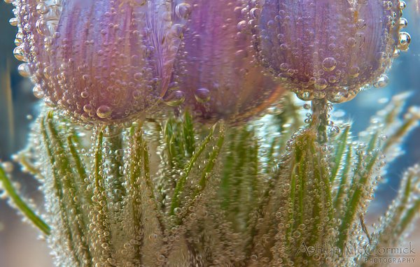 Submerged Crocii [4 of 6]
