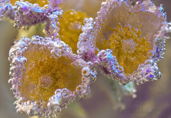 Submerged Crocii [3 of 6]