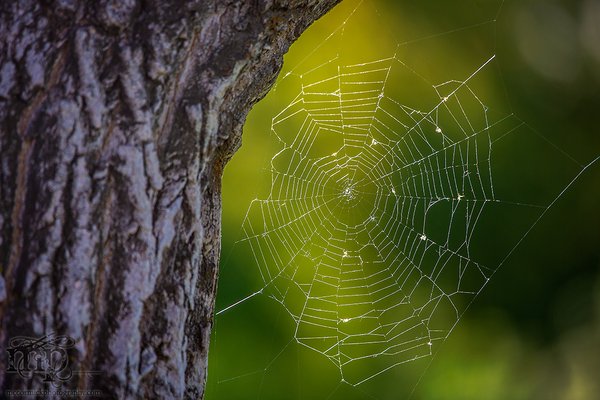 Spidey wuz here