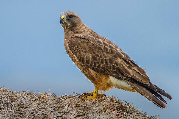 Ferugy(?) resting on bale stack
