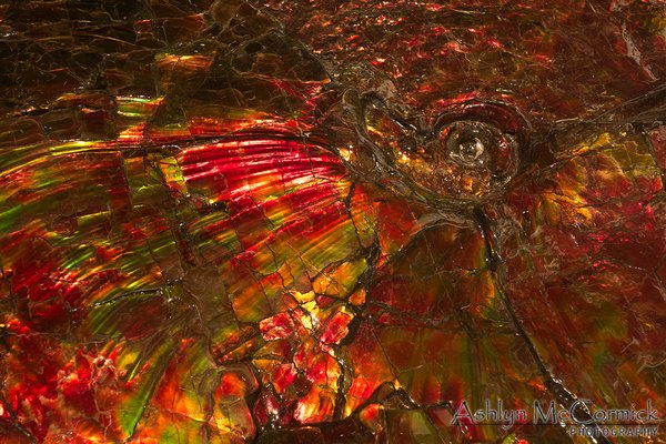 Royal Tyrell Spring 2013: Ammonite