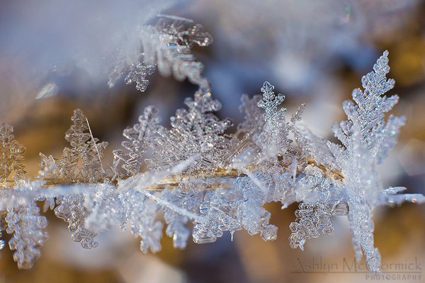 2013-04-09: Morning Frost