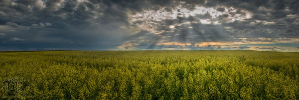 Canola Pano: July 2013