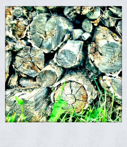Evening Wood