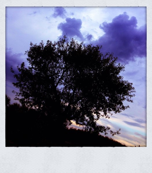 Storm clouds creeping over the old maple tree, July 2013
