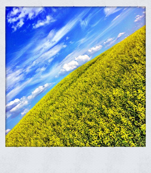Canola Canoodling : July 2013 : North of Altario [3 of 3]