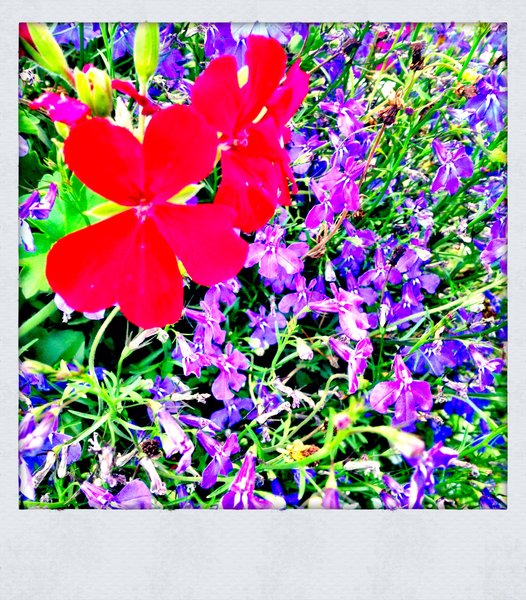 Faye's Garden : The Good Stuff