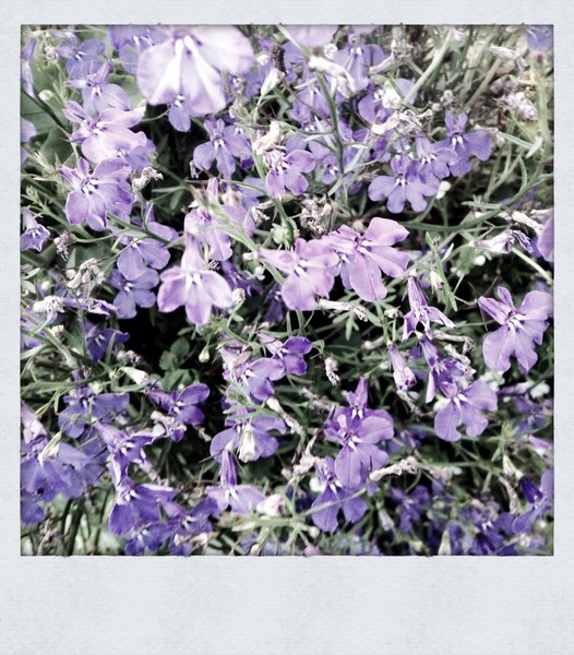 Faye's Garden : Purple Nurples