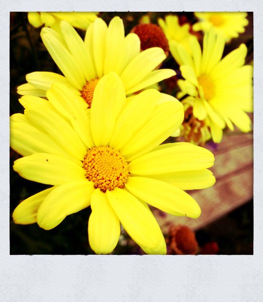 Faye's Garden : Ups-a-daisy!