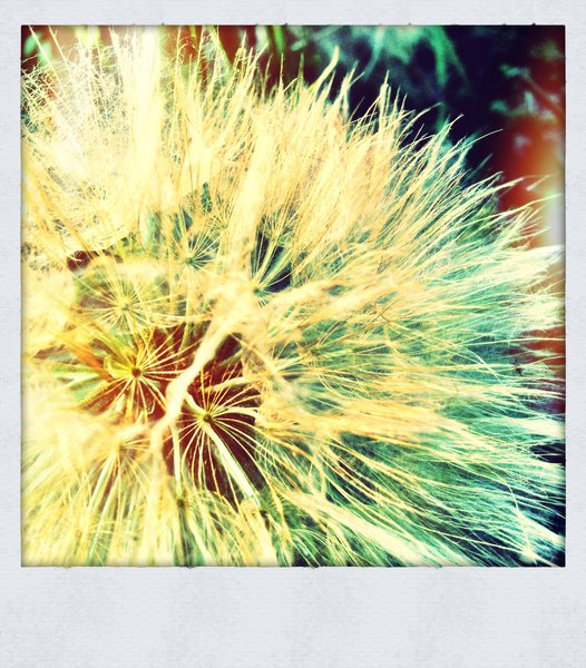 Weed-whacked Puff Ball [1 of 2]