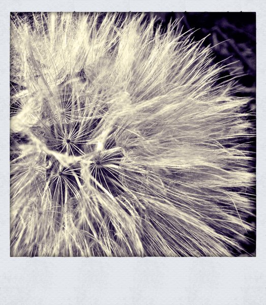 Weed-whacked Puff Ball [1 of 2]