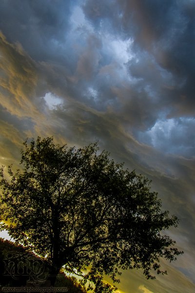 Storm Warning : 2013-07-11 : The Old Maple