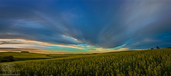 Dusk : July 12, 2013 : Canola Panoramic