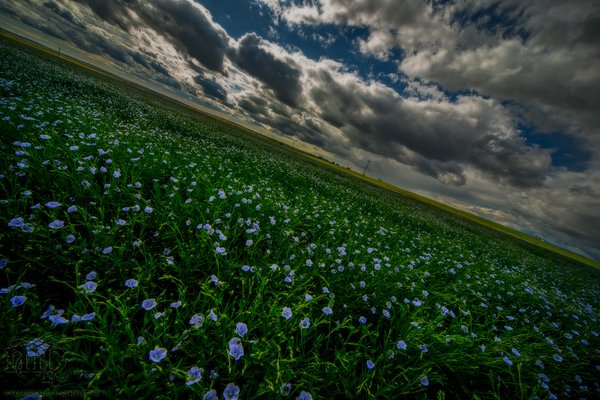 Dramatic Sky Over Lavender Blooms : July 13, 2013