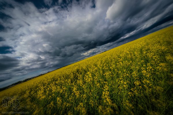 Incoming Storm : July 13, 2013 : With Gratuitous Canola