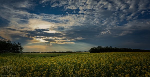 Storm Watch : July 19, 2013 : Rays Over Canola