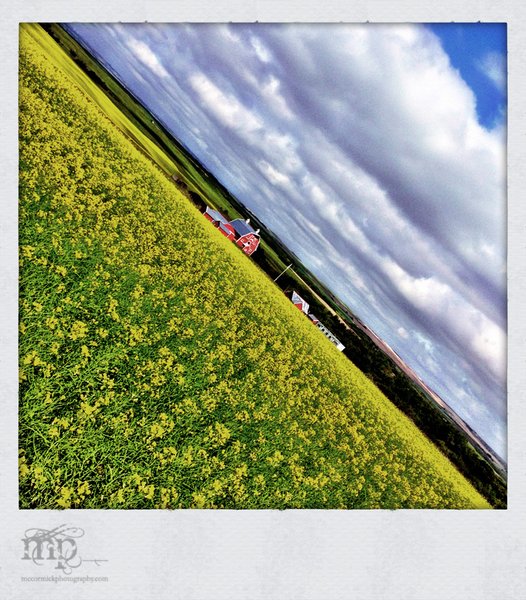 The Old Meyer Place with Canola